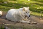 Vlk arktický, Canis lupus arctos, Arctic wolf