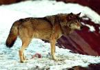 Vlk evroasijský,  Canis l.lupus,  Grey Wolf