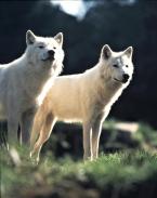 Vlk kanadský, Canis l.occidentalis, Mackenzie Valley Wolf