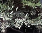 Volavka bílá, Casmerodius albus,  Great Egret
