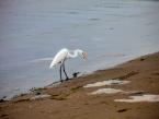 Volavka bělostná, Egretta thula, Snowy Egret 