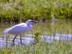 Volavka bílá, Egretta alba, Great White Egret 