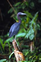 Volavka modrošedá, Egretta caerulea,  Little Blue Heron