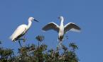Volavka bílá, Egretta alba, Great White Egret