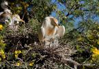 Volavka rusovlasá, Bubulcus ibis, Cattle Egret 