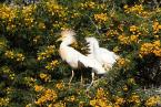 Volavka rusovlasá, Bubulcus ibis, Cattle Egret 