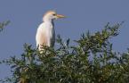 Volavka rusohlavá, Bubulcus ibis, Cattle Egret 