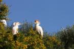 Volavka rusohlavá, Bubulcus ibis, Cattle Egret 