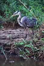 Volavka velká, Ardea herodias, great blue heron