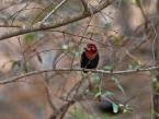 Vousák škraboškový, Lybius guifsobalito, Black-billed Barbet