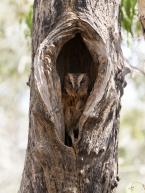 Výreček bělobradý, Otus rutilus madagascariensis, Torotoro scops owl