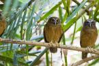 Výreček celebeský, Otus manadensis, Sulawesi Scops Owl