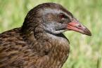 Weka, Gallirallus  Austrálie, Weka