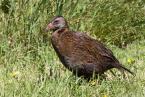 Weka, Gallirallus  Austrálie, Weka