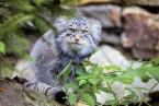 Manul, Otocolobus manul,  Pallas´ cat 