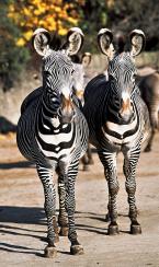 Zebra Grévyho,  Equus grevi, Grervy´s zebra