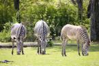 Zebra Grévyho,  Equus grevyi, Grervy´s zebra