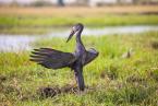 Zejozob africký, Anastomus lamelligerus, African openbill