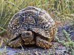 Želva pardálí,  Stigmochelys pardalis, Leopard tortoise