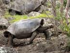 Želva sloní, Chelonoidis chathamensis, Galapagos Giant Tortoise 