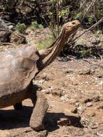 Želva sloní, Chelonoidis hoodensis, Galapagos giant tortoise