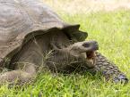 Želva sloní santacruzská, Chelonoidis nigra porteri, Galapagos Giant Tortoise