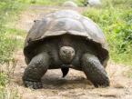 Želva sloní santacruzská, Chelonoidis nigra porteri, Galapagos Giant Tortoise