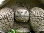 Želva sloní santacruzská, Chelonoidis nigra porteri, Galapagos Giant Tortoise