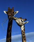 Žirafa, Giraffa camelopardalis, Giraffe 