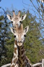 Žirafa Rothschildova, Giraffa camelopardalis Rothschildi, Baringo Giraffe