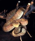 Zmije křovinná, Atheris squamiger,  Green Bush Viper 