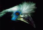 Zoborožec vlasatý, Berenicornis  comatus,  White-crowned Hornbill 